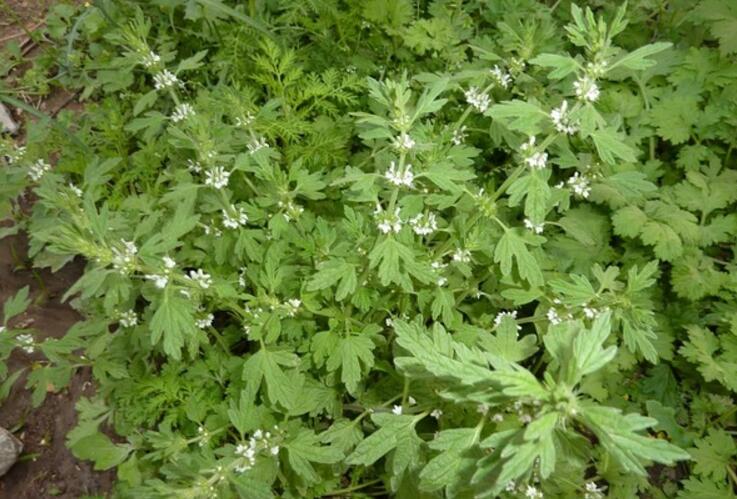 夏至草(夏至草的作用与功效)