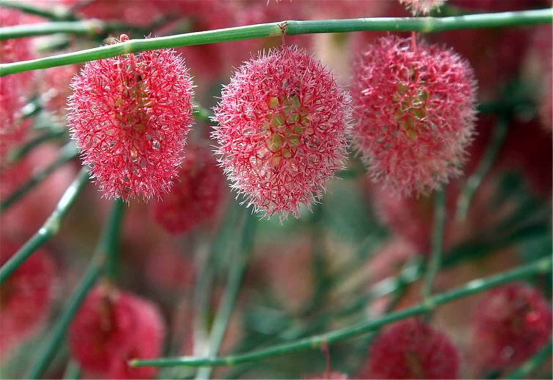 calligonum junceum (fisch. et mey.) litv.