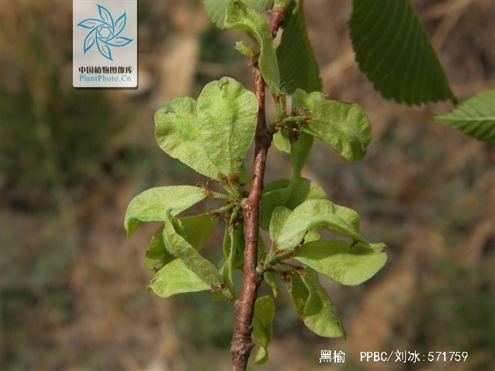  p>黑榆(学名: i>ulmus davidiana /i> planch.