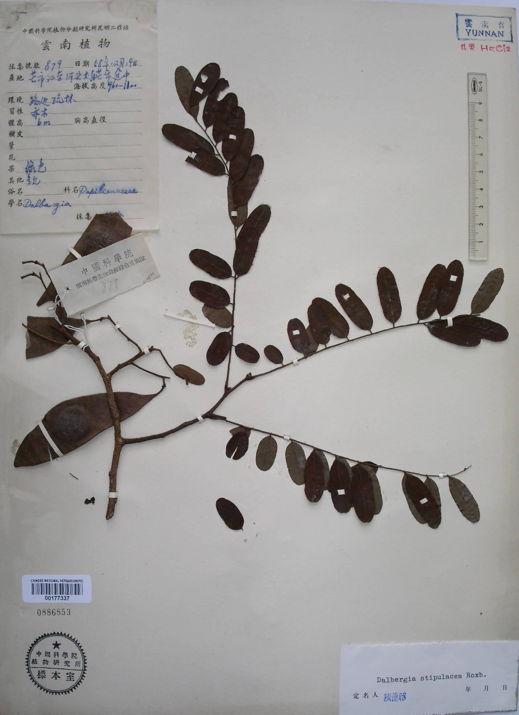  p>托叶黄檀为 a target="_blank" href="/item/豆科/3672199" data