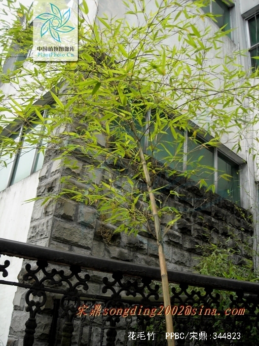  p>花毛竹,又称 a href="#" data-lemmaid="2432679">花竹 /a>.