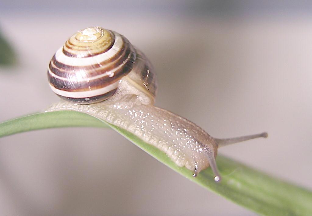蜗牛