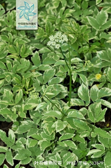  p>叶苞脆蒴报春,多年生草本,具粗短的根状茎和多数纤维状长根.