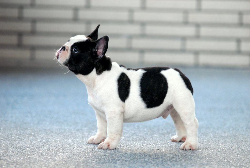  p>法国斗牛犬(french bulldog)是身体健壮,体型紧凑的小型犬,优秀的