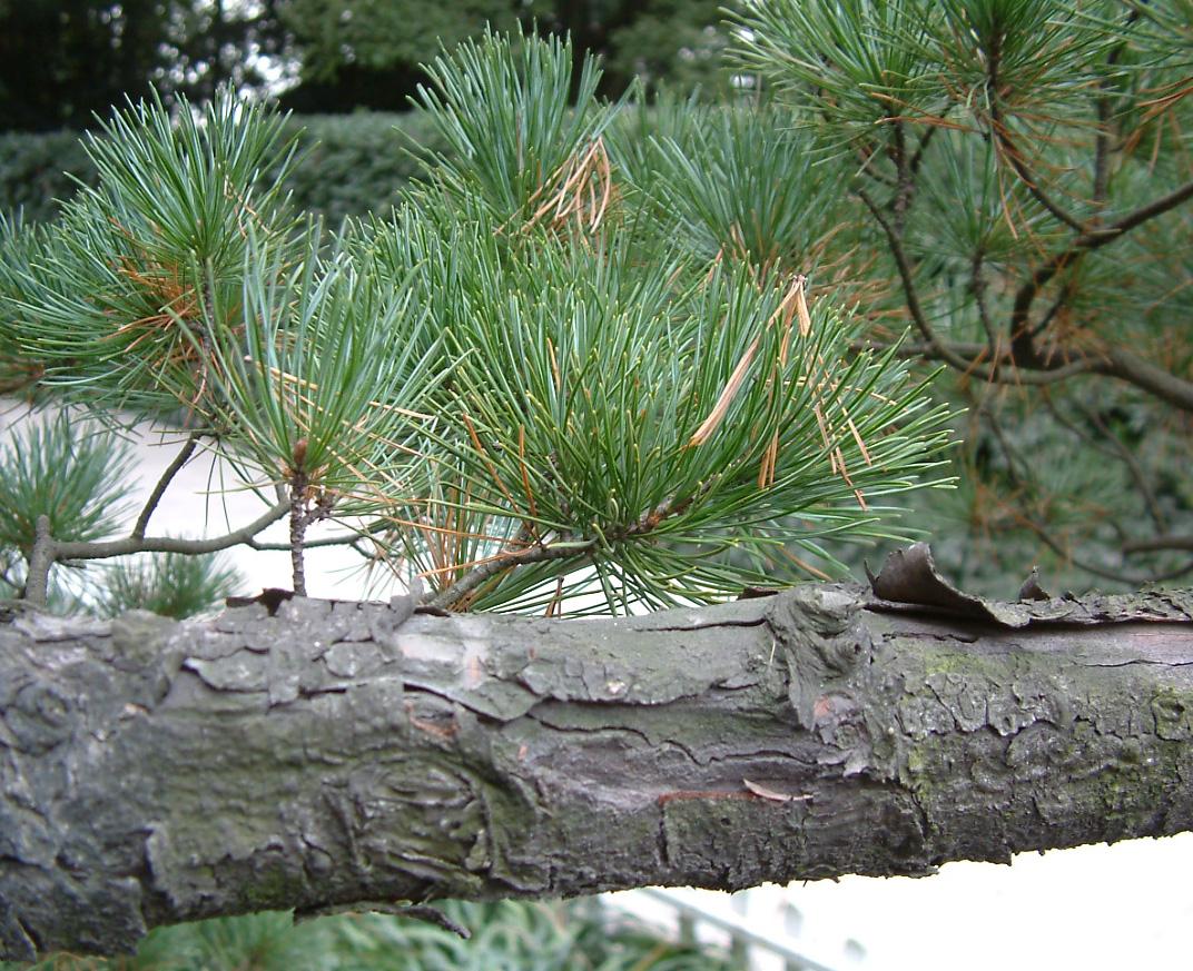  p>日本五针松(学名: i>pinus parviflora /i>)是松科松属的植物,乔木