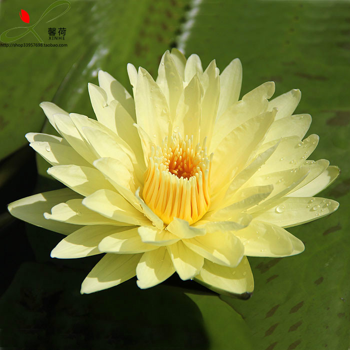 ">九品香水莲花原产地 a target="_blank" href="/item/台湾/122340"