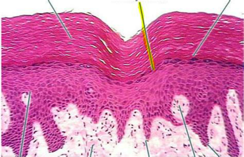  p>位于 a target="_blank" href="/item/棘细胞/2026223" data-lemma