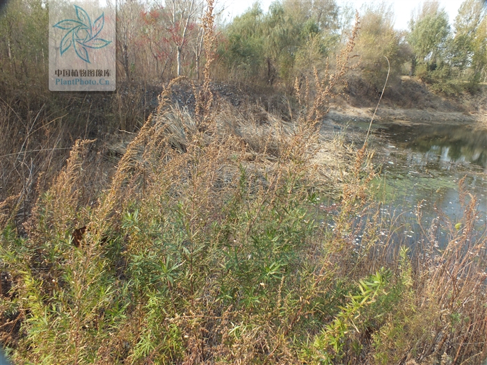  p>矮蒿,多年生草本.