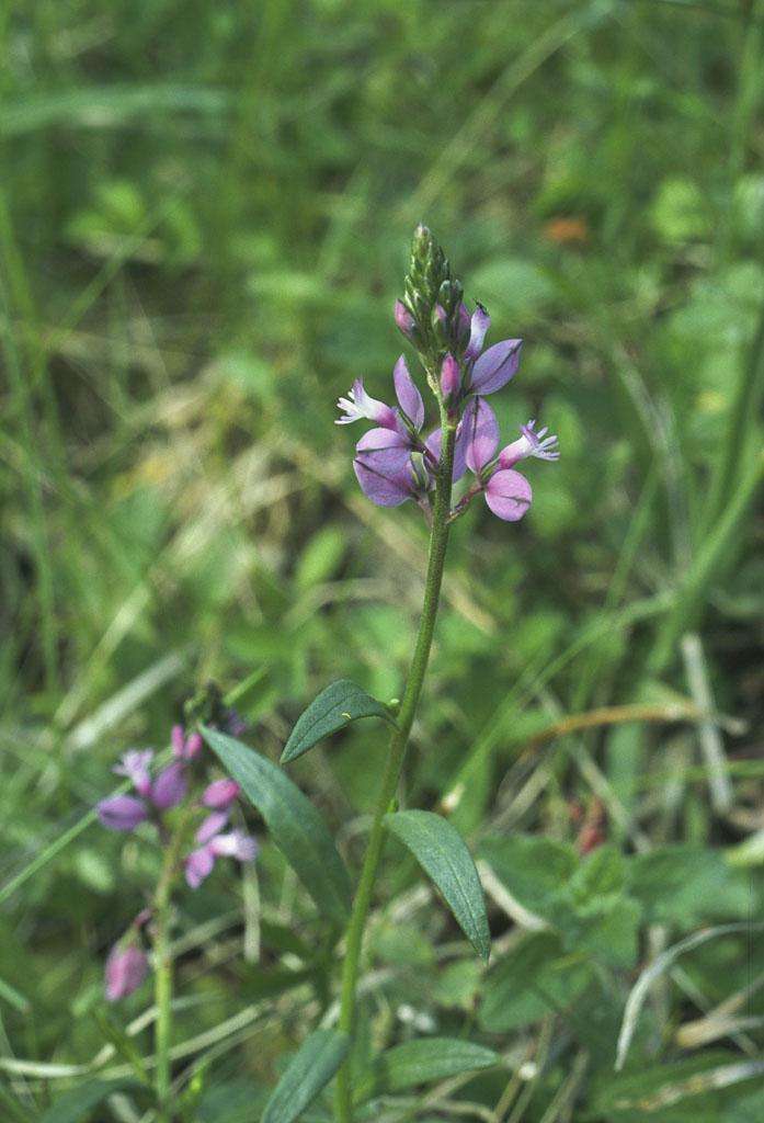  p>远志属(学名:polygala l.