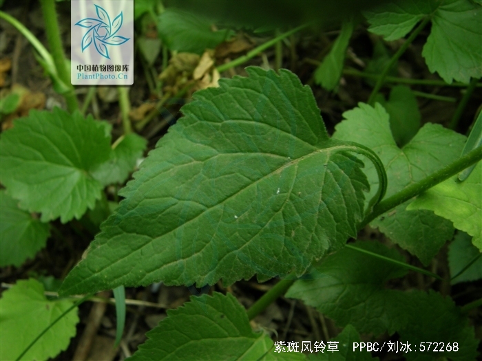  p>紫斑 a data-lemmaid="680375">风铃草 /a>(学名: i>campanula