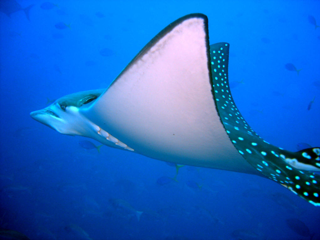  p>鲼科, i>myliobatidae /i>(bonaparte, 1838),指的是 a target="