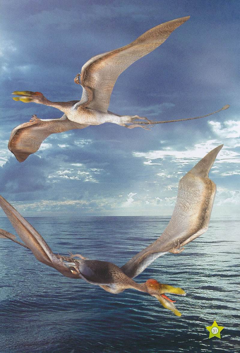  p data-id="gnbiwbe684">真双型齿翼龙(属名:eudimorphodon)是种 a