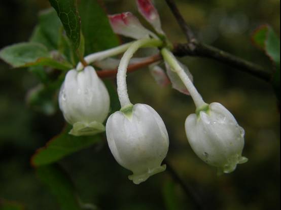 ying ,注:名称已修订,正名为:台湾吊钟花 enkianthus perulatus)为 a