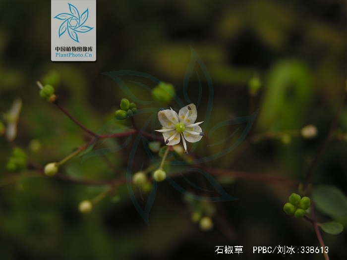 石椒草