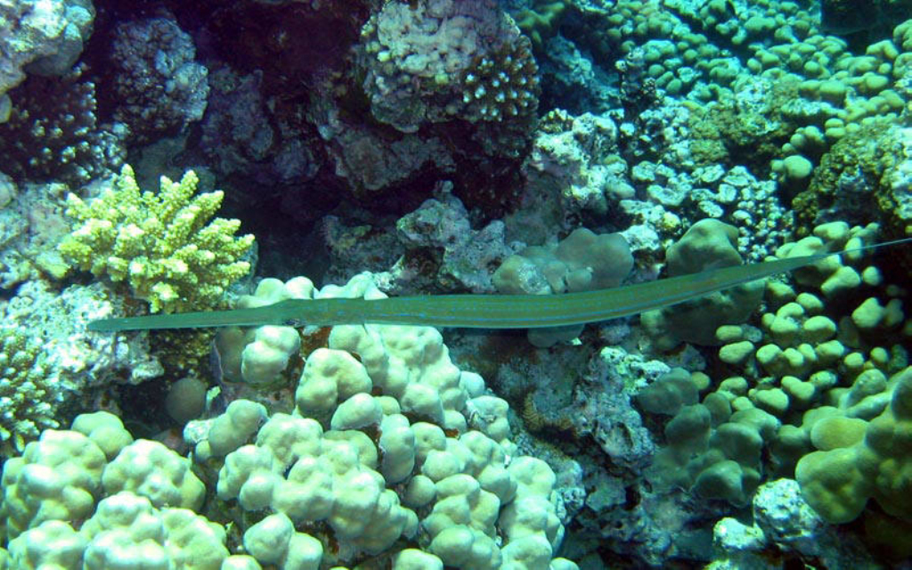  p>刺鱼目, i>gasterosteiformes /i>, a href="#" data-lemmaid="