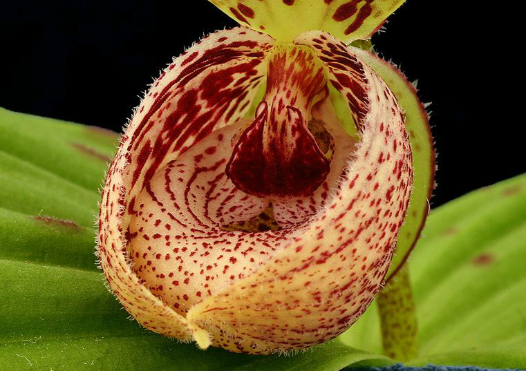  p>斑叶杓兰(学名: i>cypripedium margaritaceum /i>  franch.