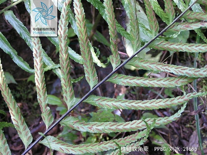  p>狭翅铁角蕨( a target="_blank" href="/item/学名/8074290" data