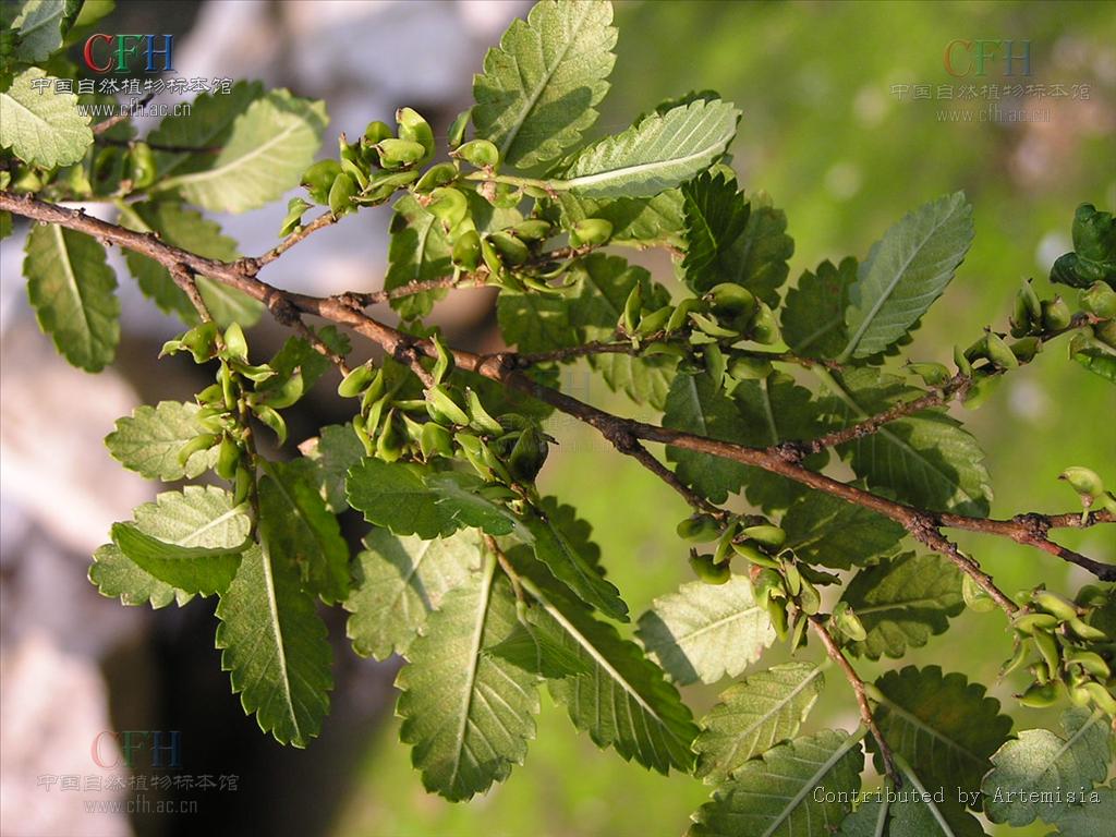 是荨麻目,榆科,刺榆属小乔木,高可达10米,树皮深灰色或褐灰色,冬芽聚