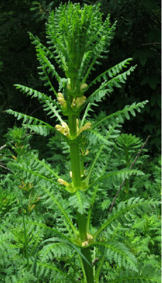 为玄参科植物大王马先蒿 i>pedicularis rex  /i>c.b.