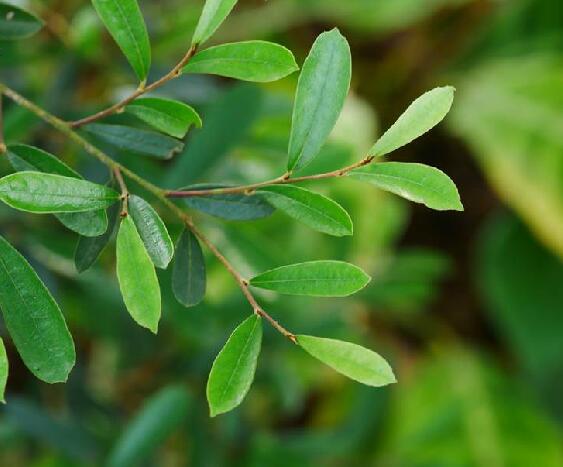  p>中华蚊母树(学名: i>distylium /i>  i>chinense  /i>(franch.