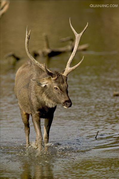  p>水鹿(学名: i>rusa unicolor /i>)体型粗壮接近 a target="_blank"