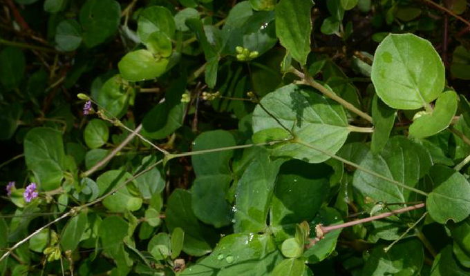  p> b>黄细心属 /b>(学名: i>boerhavia l.