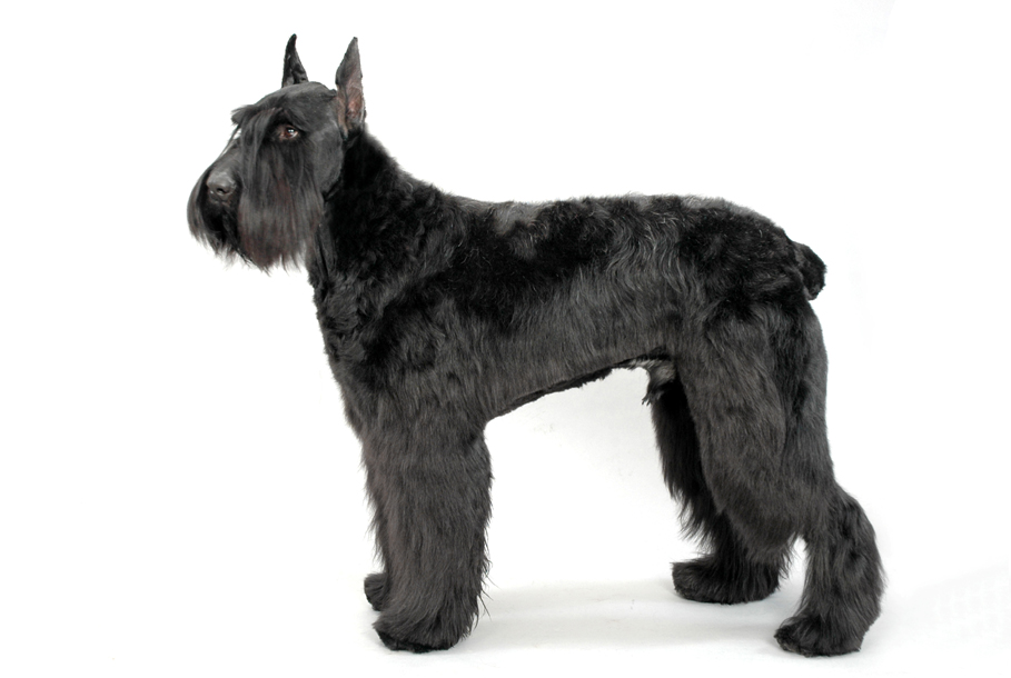  p>大型雪纳瑞犬俗名里森雪纳瑞犬,英文名为giant schnauzer.