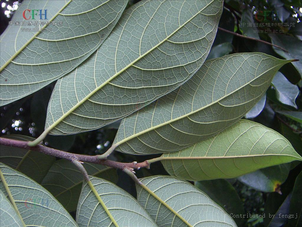  p>白桂木根为桑科植物白桂木和桂木的根,具有祛风利湿, a href="#"