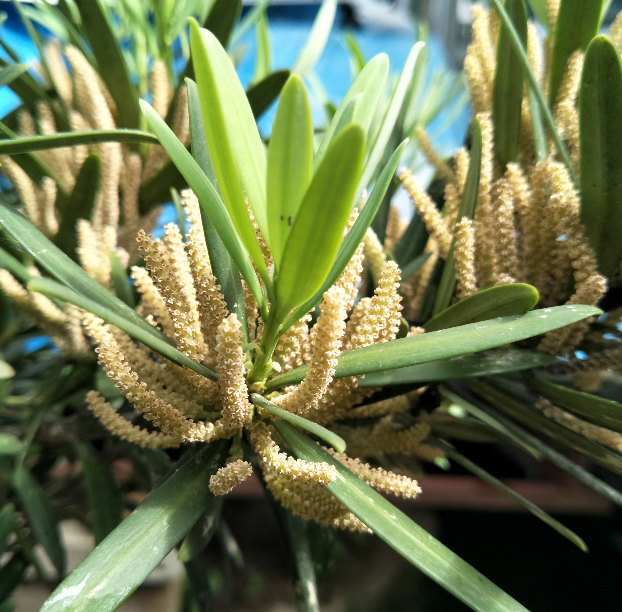  p>大理罗汉松(学名: i>podocarpus forrestii  /i>craib et w. w.