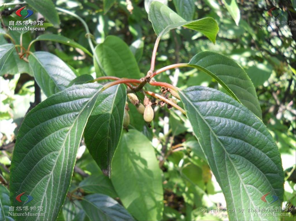  p>猕猴桃科指的是绿色植物亚界,轮藻总门,木贼门(有胚植物门),木贼亚