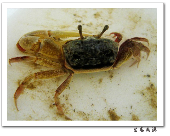  p>红树林招潮蟹(学名:uca rhizophorae)最大的特征是雄蟹具有一对