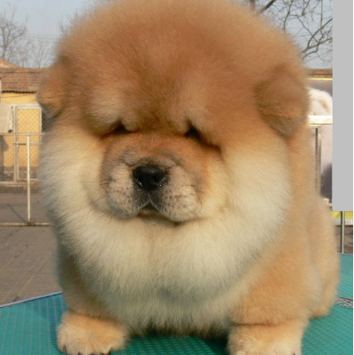 纯种松狮犬的标准是什么样的？_百科TA说