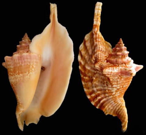 rooster-tail conch