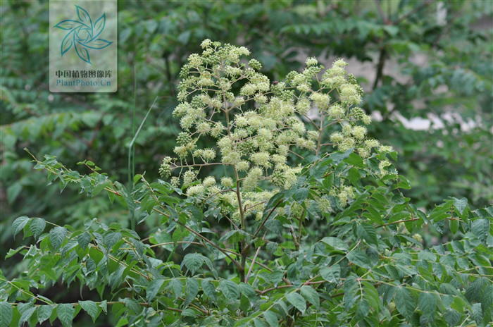  p>白背叶楤木(变种)学名:aralia chinensis l. var.
