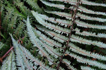 中华里白（里白科里白属植物）_百度百科