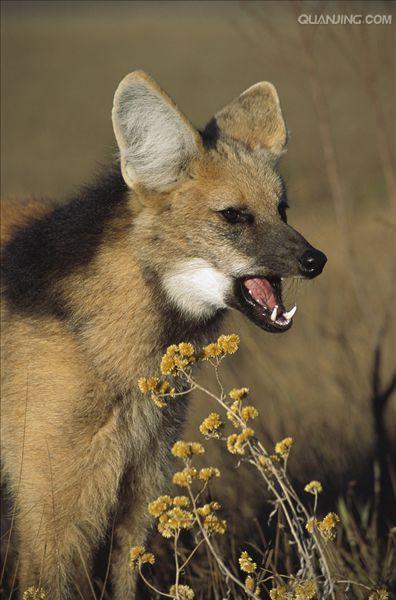  a href="#" data-lemmaid="673912">鬃狼属 /a>的一种珍稀的动物