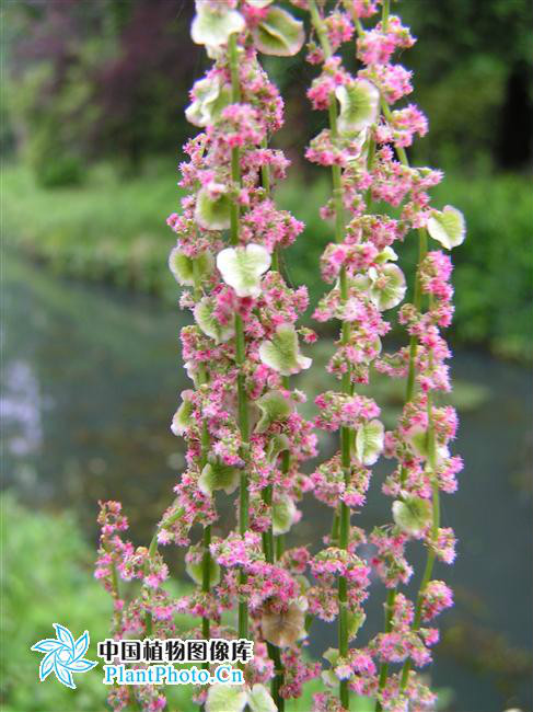  p>小酸模(学名:rumex acetosella), a href="#" data-lemmaid="