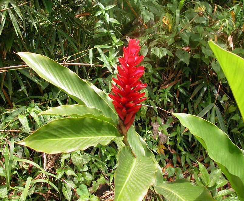 alpinia purpurata (vieill.) k.schum