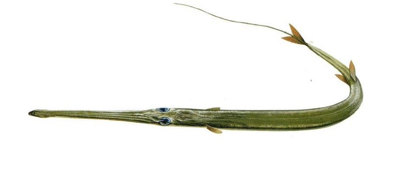  p>毛烟管鱼(学名:fistularia villosa)为 a href="#" data-lemmaid="