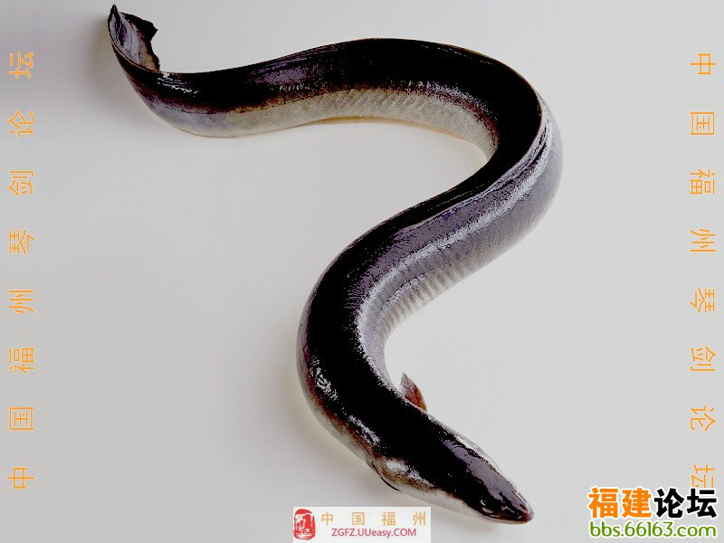 anguilla  foochowensis