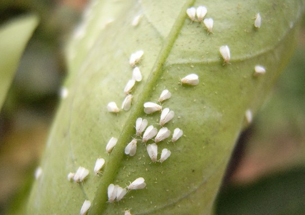  p>昆虫名,为同翅目,粉虱科.中国各柑橘产区均有发生.