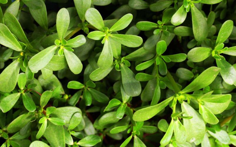  p>水马齿属(学名:callitriche l), a target="_blank" href="/item