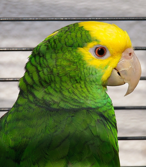 oratrix /i>),又名 b>黄头亚马逊鹦鹉 /b>或 b>黄冠亚马逊鹦哥 /b>,属