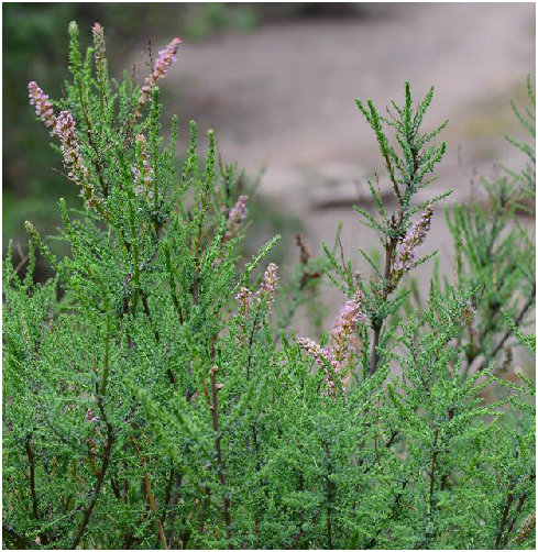 为柽柳科水柏枝属植物宽苞水柏枝 i>myricaria bracteata /i> royle的