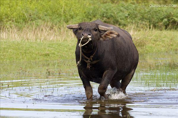 水牛英文,英文 p>水牛(学名:bubalus bubalus,英文名称:asian buffalo)也叫印度水牛