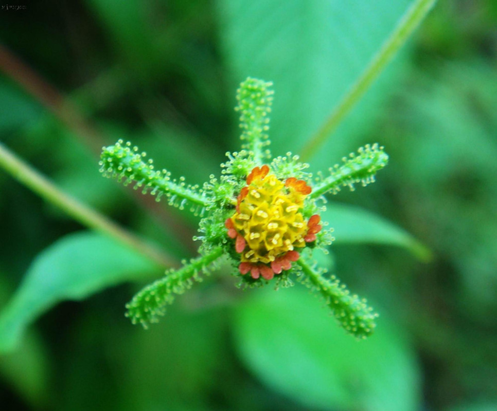 叶及嫩梗供药用,具有祛风湿,止痛的功效,用于治疗肝肾风气,四肢麻痹