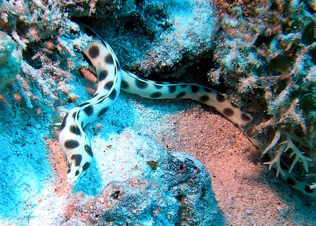 巨斑花蛇鳗