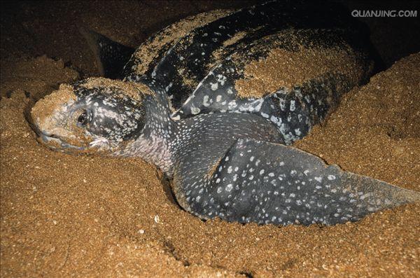  p>棱皮龟(学名: i>dermochelys coriacea /i>),属棱皮龟科,棱皮龟属
