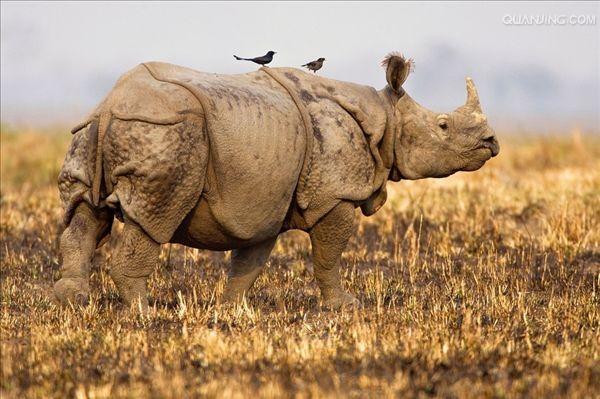  p>印度犀(学名: i> /i> i>rhinoceros unicornis /i>):体长2.1-4.