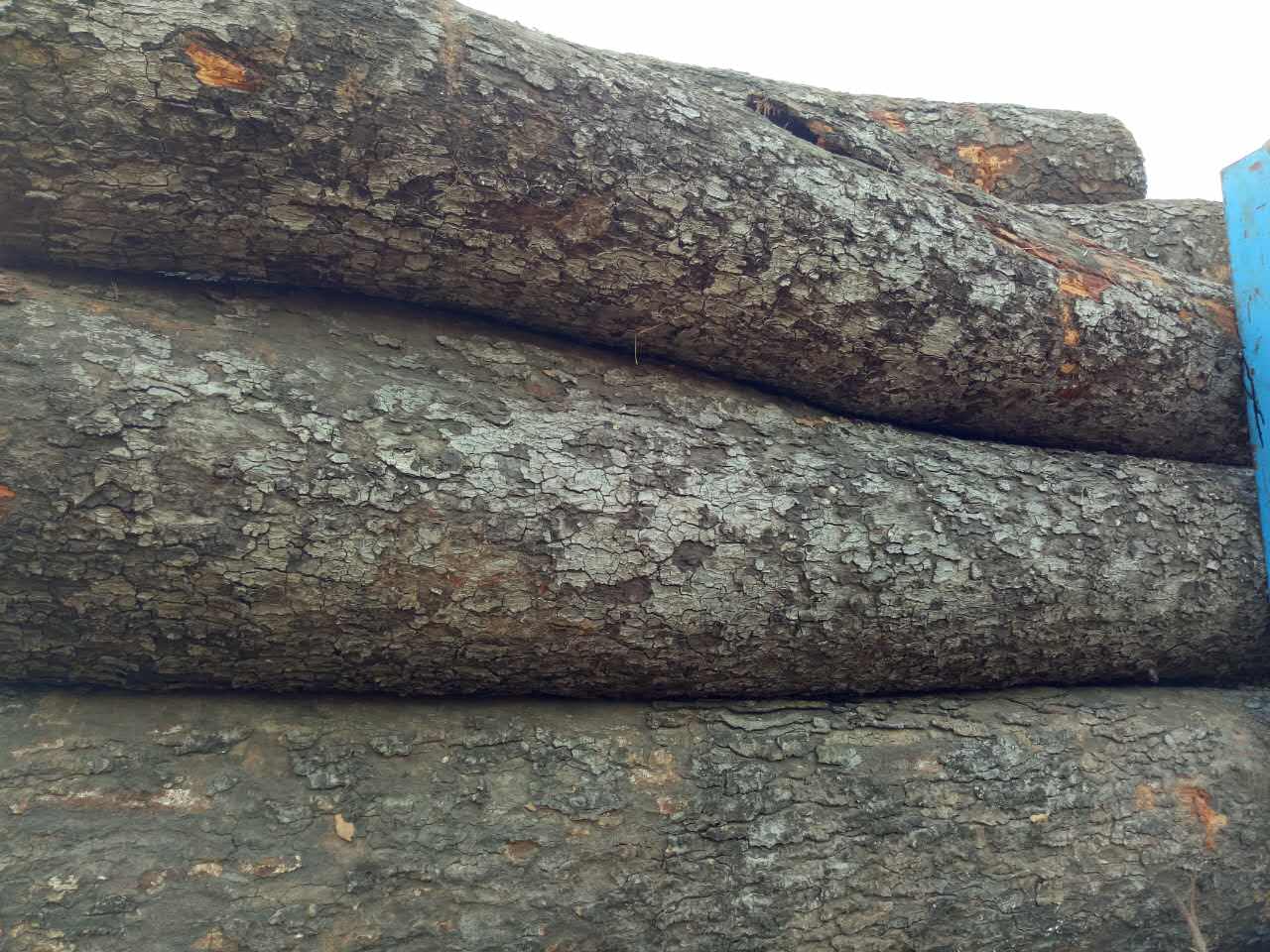  p>短盖豆又称金丝木,帝龙木,黄梨木,非洲黄檀,苏木科属, a href="#"